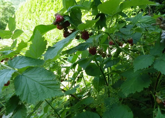 Ingreen House Daire *